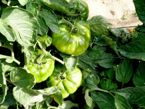Planta de Tomates Lola