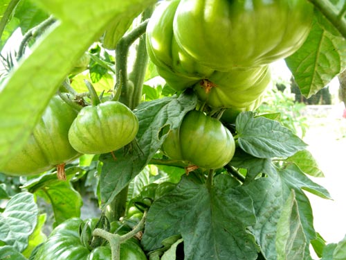 Planta de Tomates Lola