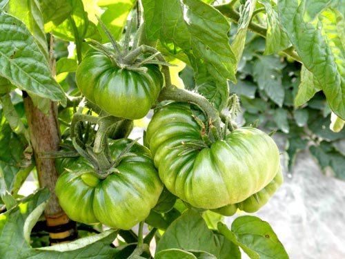 Planta de Tomates Lola