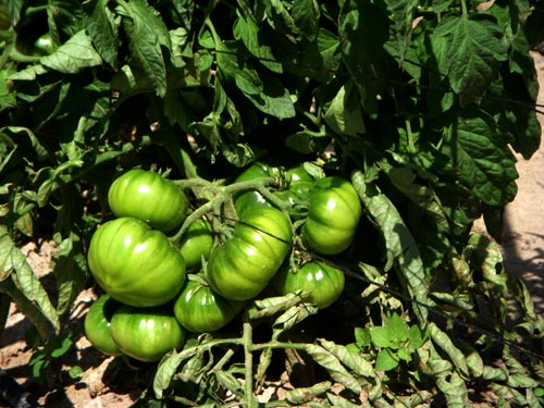 Planta de Tomates Lola