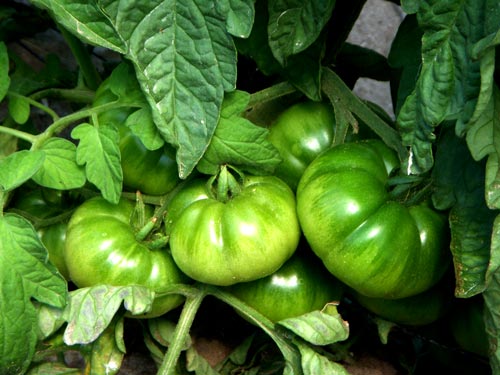 Planta de Tomates Lola