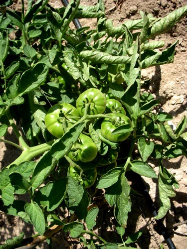 Planta de Tomates Lola