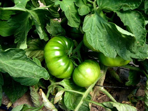 Planta de Tomates Lola