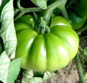 Tomates Raf