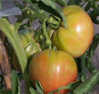 Tomates Valencianos