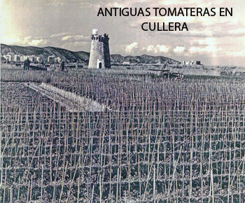 Tomates Lola