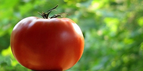 Tomates Naturales